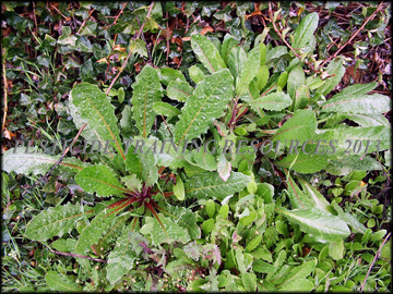 Plants