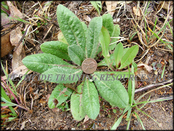 Small Plant