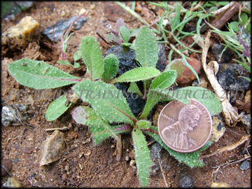 Seedlings