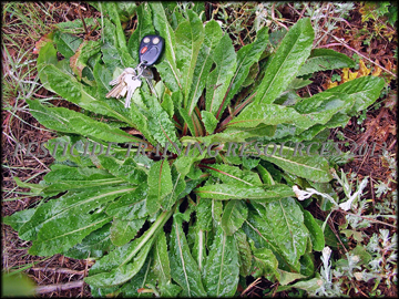 Plant