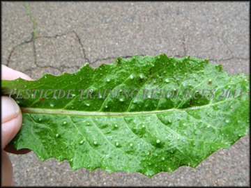 Leaf