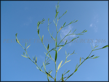 Foliage