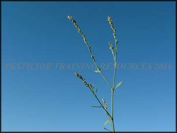 Foliage