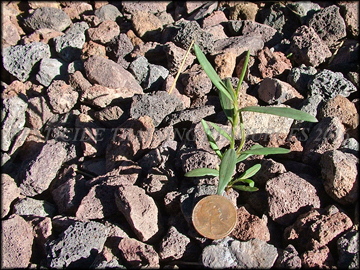 Seedling