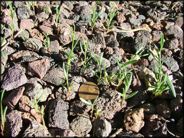 Seedlings