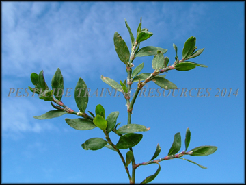 Foliage