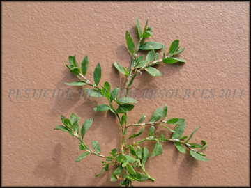 Foliage