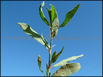 Foliage
