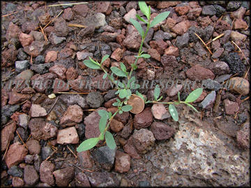 Small Plant