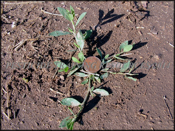 Small Plant