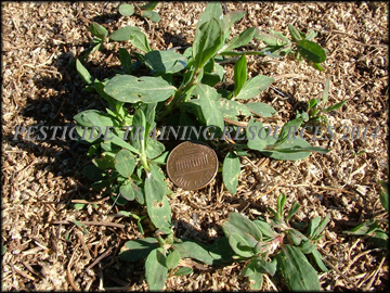Small Plant