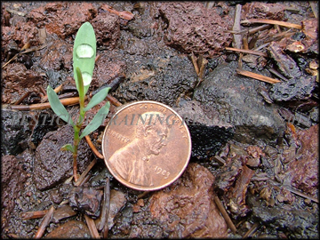 Seedling