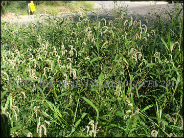 Plants