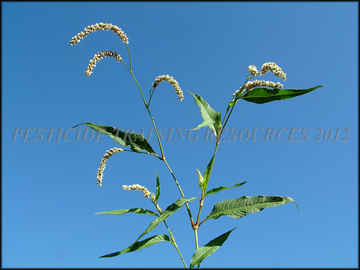 Seed