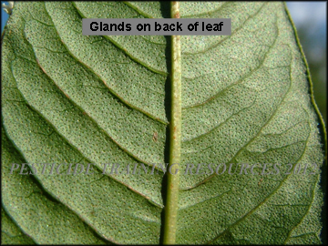 Seed