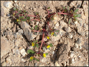 Flowering Plant