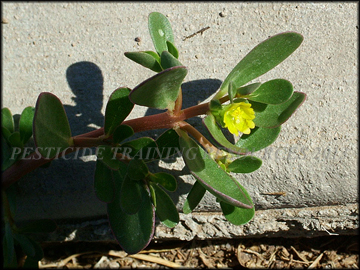 Flower, Foliage