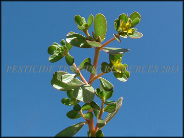 Foliage