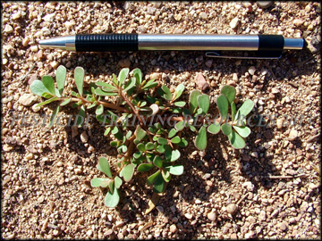 Small Plant