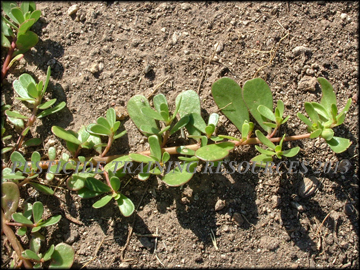 Foliage