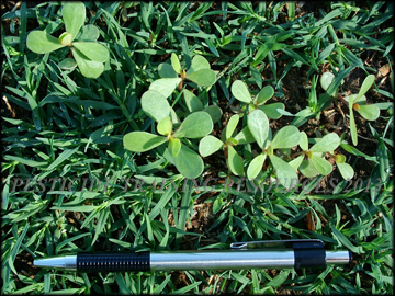 Seedlings in Turf
