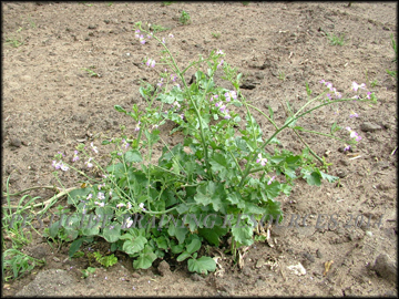 Flowering Plant