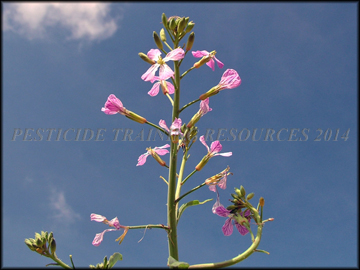 Pink Flowers