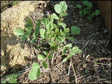 Small Plant