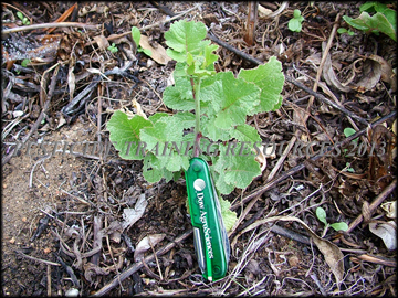 Small Plant