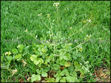 Flowering Plant