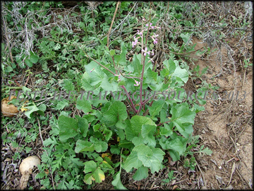Plant