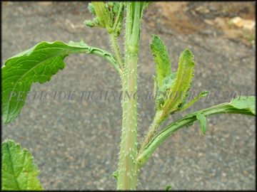 Stem