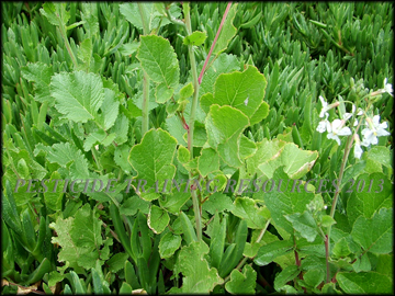 Foliage