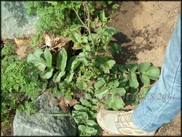 Foliage