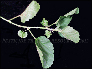 Foliage and Fruit