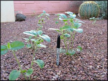 Plants