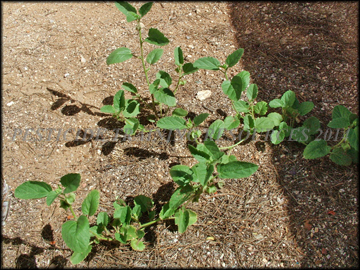 Plant
