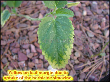 Leaf