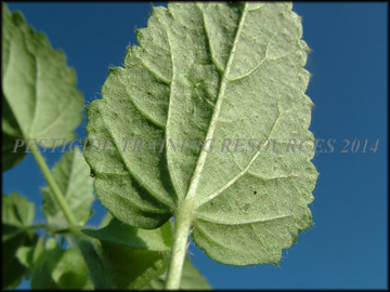 Leaf