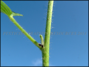 Stem