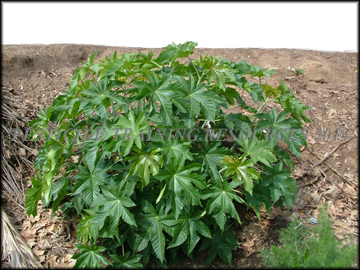 Plant