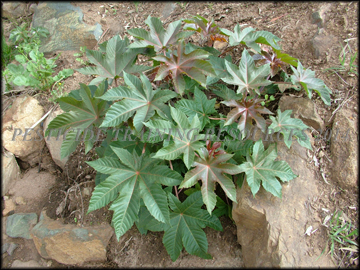 Plant