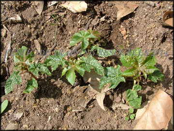Small Plants