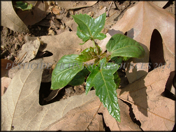 Seedling