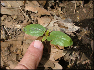 Seedling