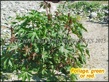 Foliage