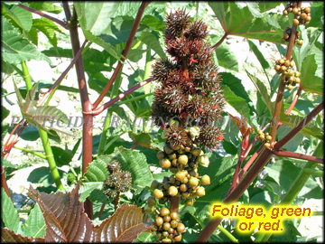 Foliage and Fruit