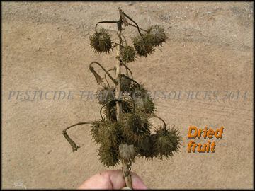 Dried Fruit