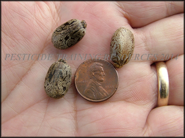 Seed