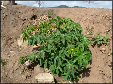 Plant